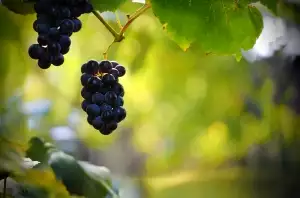 Potěšte své hosty vynikajícím vínem z Mutěnic