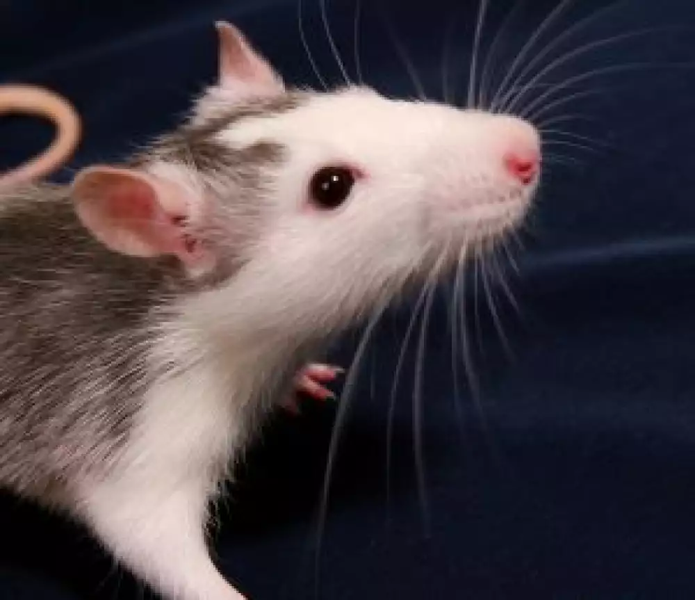 Jak se zbavit myší a ostatních hlodavců?
