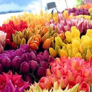 Velkoobchod květin Vonekl nabízí dovoz až na místo vašeho podnikání