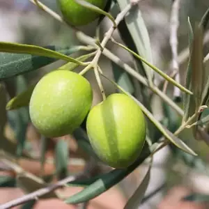 Objevte kouzlo olivového oleje. Je vhodný i pro tepelnou úpravu!