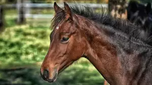 Jak krmit koně, aby byl zdravý a fit?