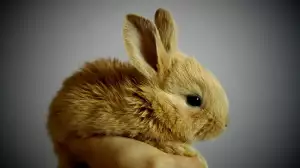 Jak správně pečovat o králíka? Základem je kvalitní strava