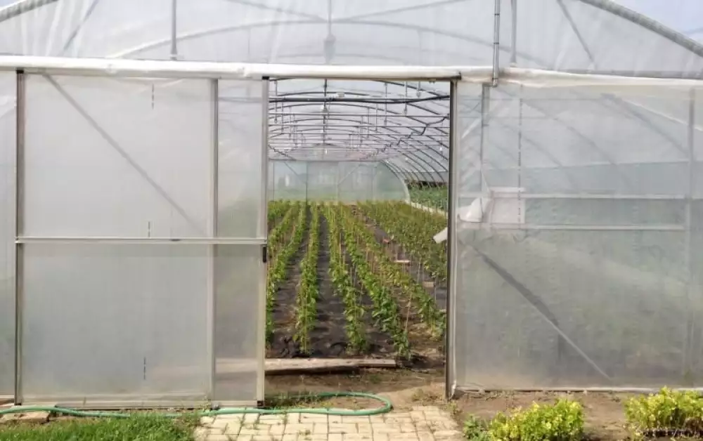 Vypěstujte si vlastní zeleninu ve fóliovníku. Jaké má výhody oproti skleníku?