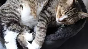 Jak vybrat pelíšek pro kočku: Který je ten nejlepší?