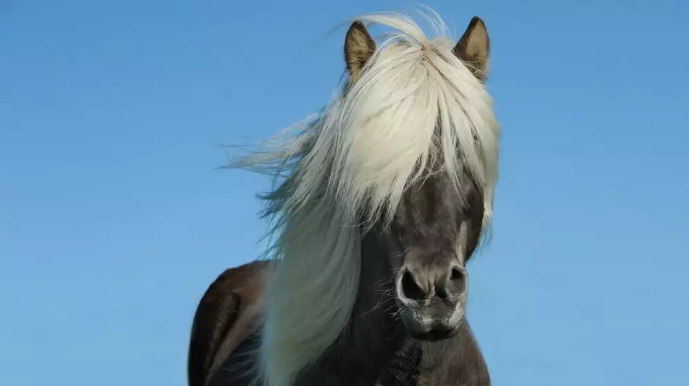 Cushing syndrom u koní: Příčiny, projevy a léčba